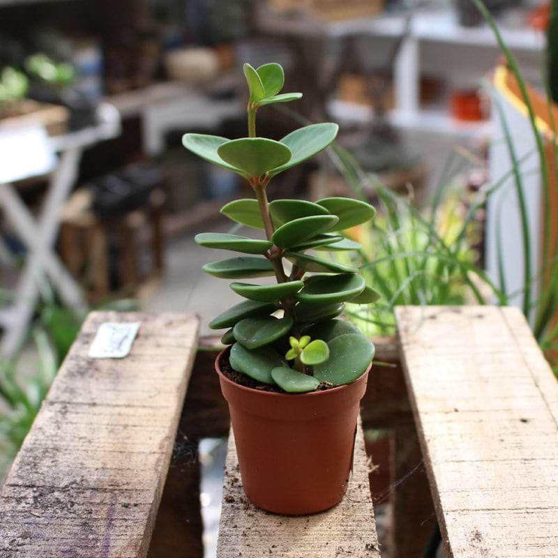Peperomia mini