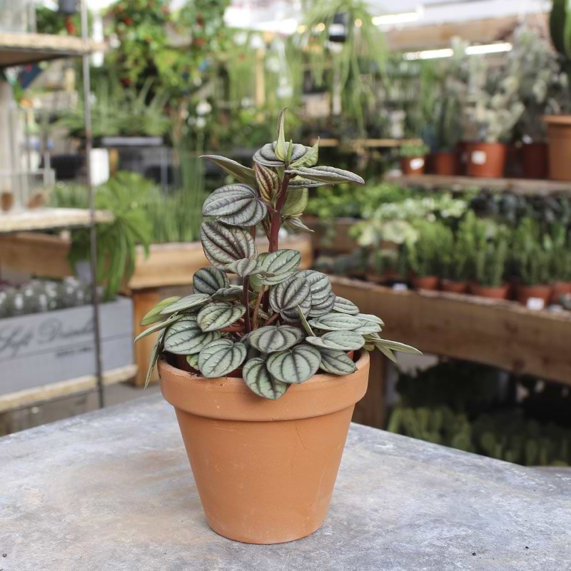 Grøn peperomia