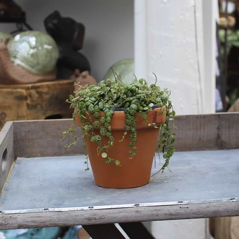 hængeplante