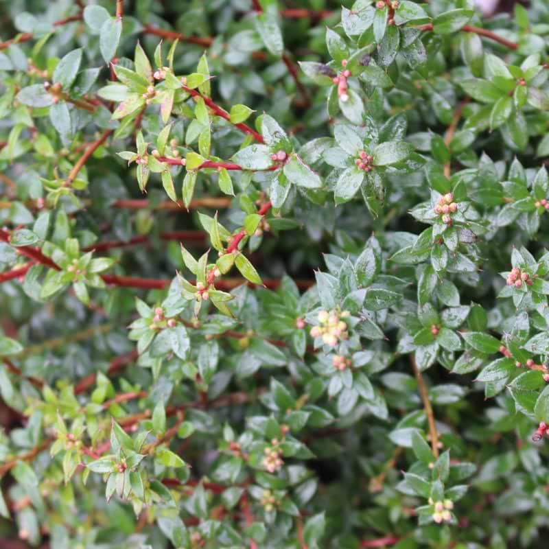 Gaultheria mucronata male blade