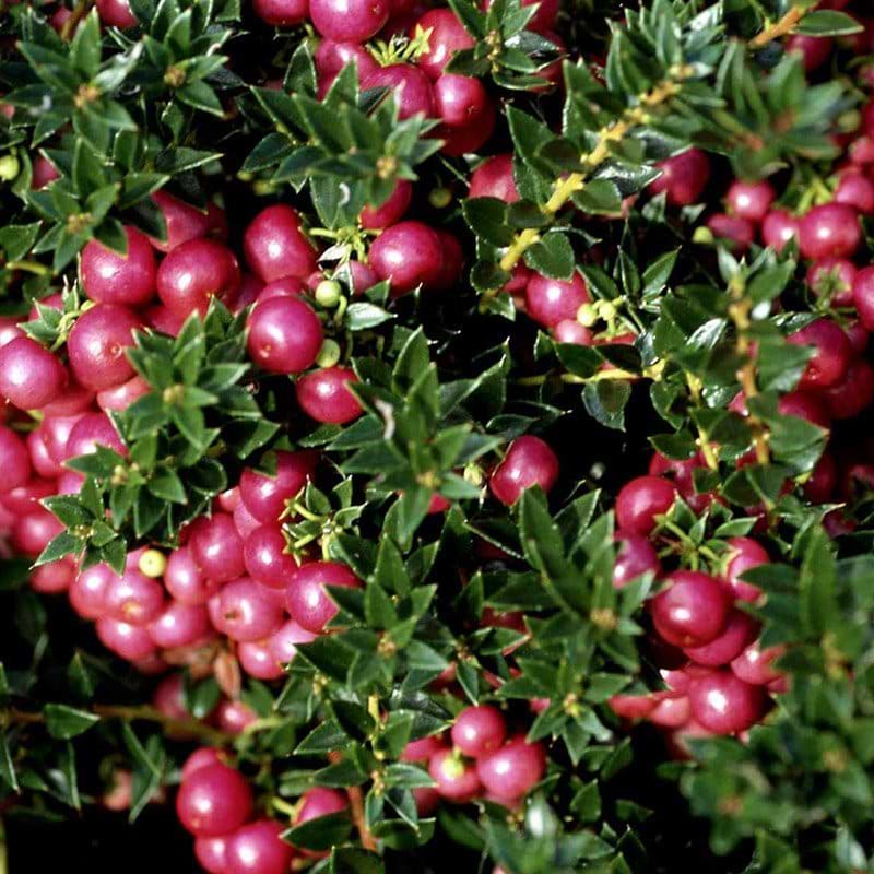 Gaultheria rød