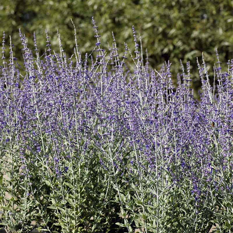Perovskia Atriplicifolia Little Spire