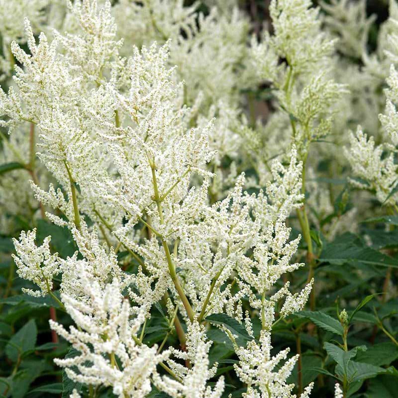 Pileurt Persicaria polymorpha hvid