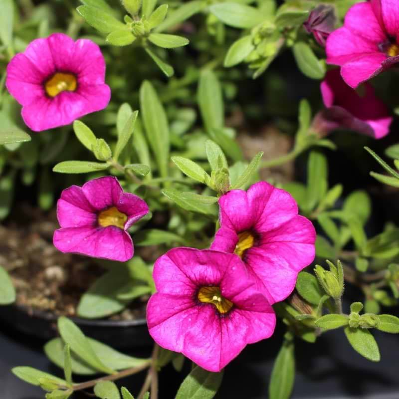 petunia rosa nuancer