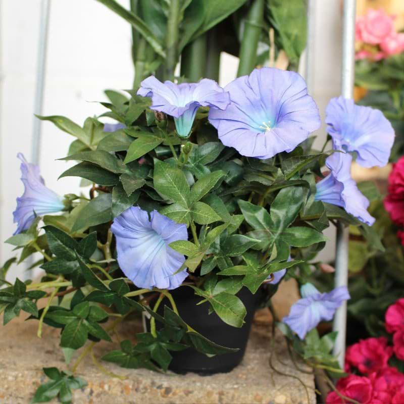 Petunia (Silkeblomst)