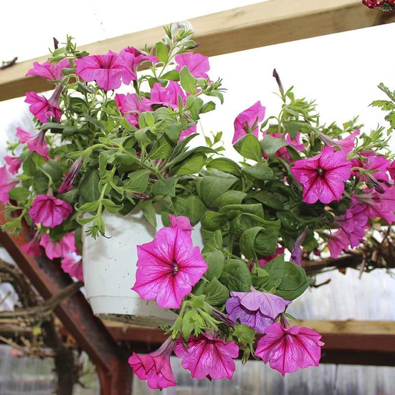 Hænge petunia pink
