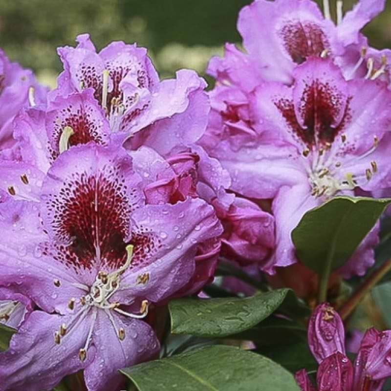 Rhododendron Pfauenauge
