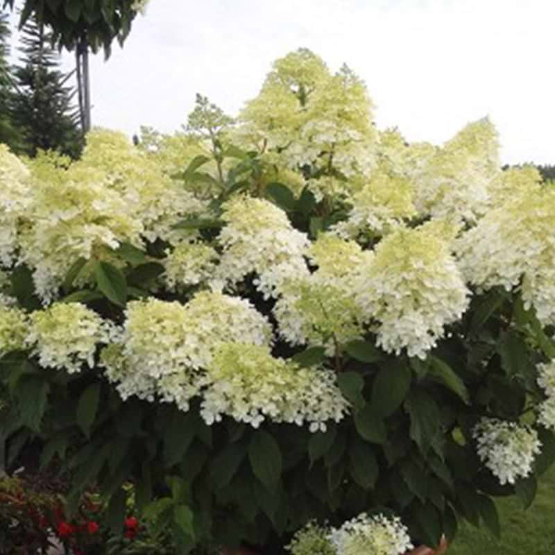 hortensia phantom