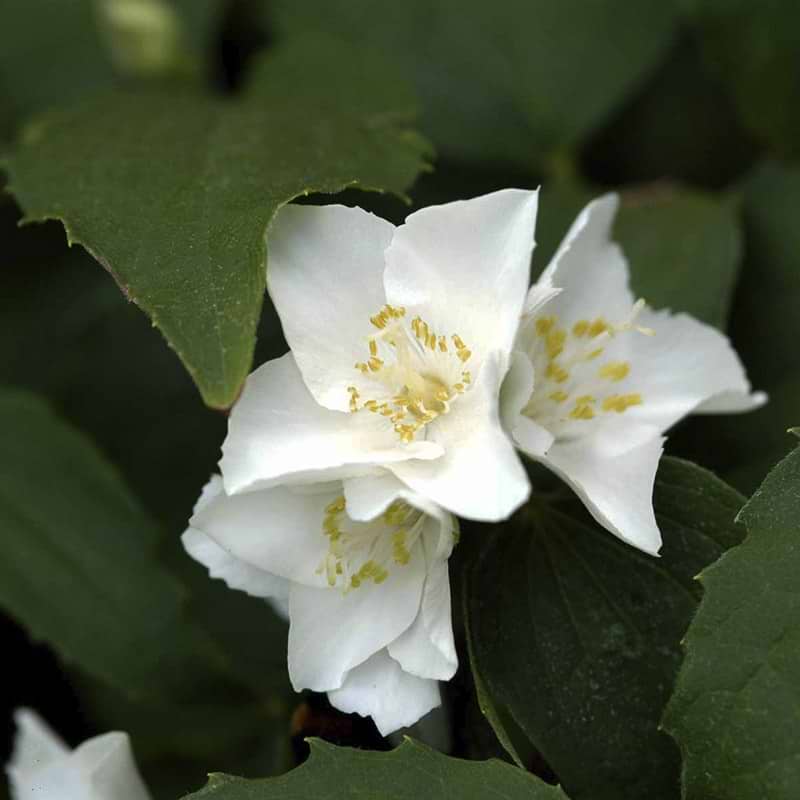 Pibeved hvid blomst