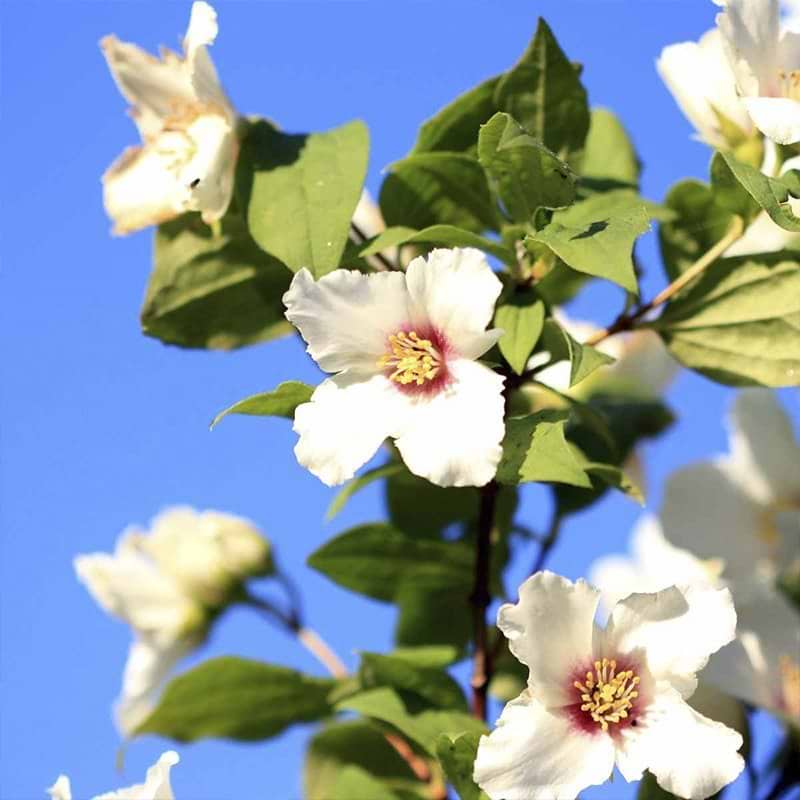 Uægte jasmin