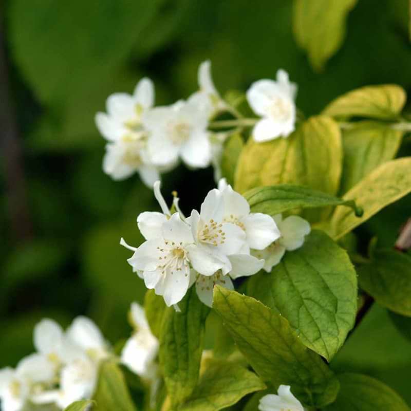 Philadelphus coronarius Aureus blomst
