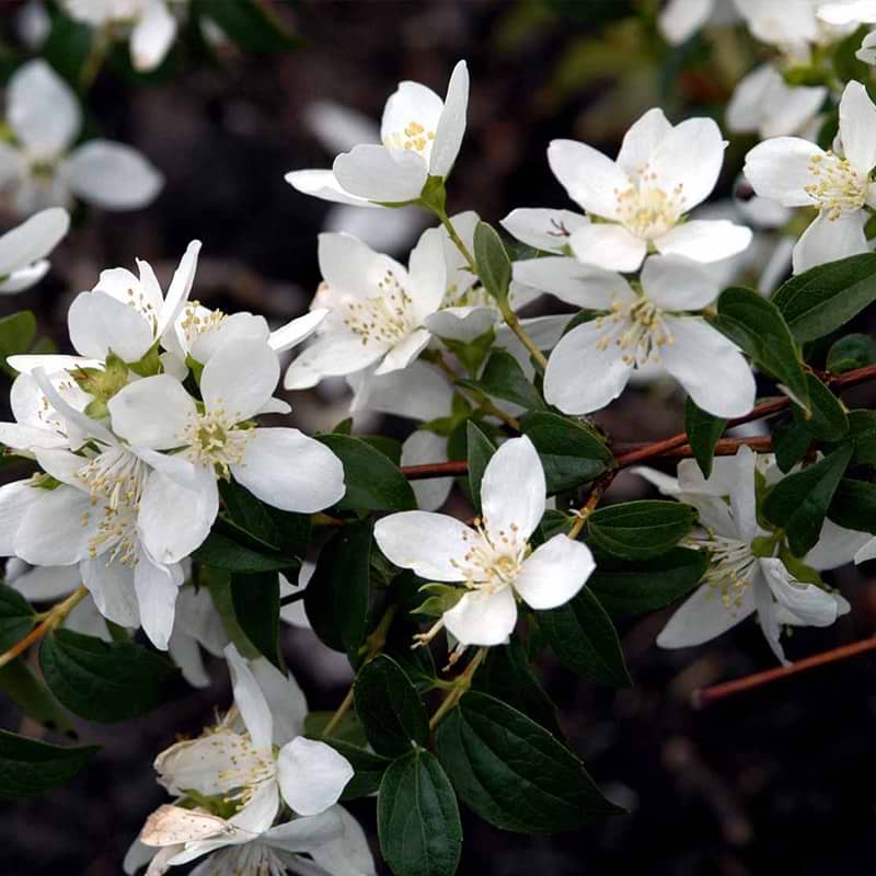 Uægte jasmin Philadelphus lemoinei