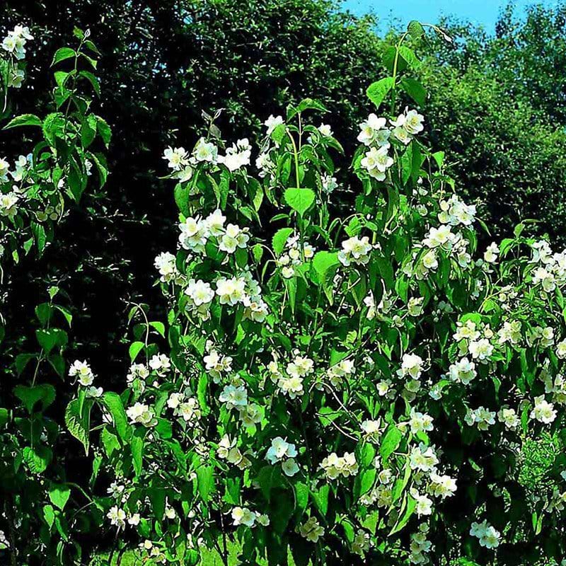 Philadelphus Silberregen busk