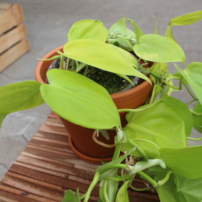 Filodendron (Philodendron Scandens 'Neon') |kbes online her|