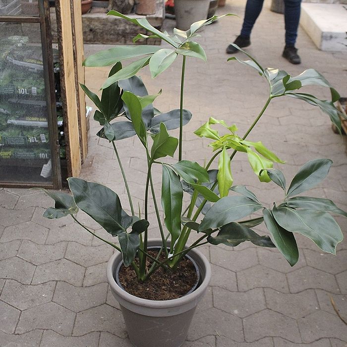 lancifolia plant Calathea lancifolia – Adplants main image 1