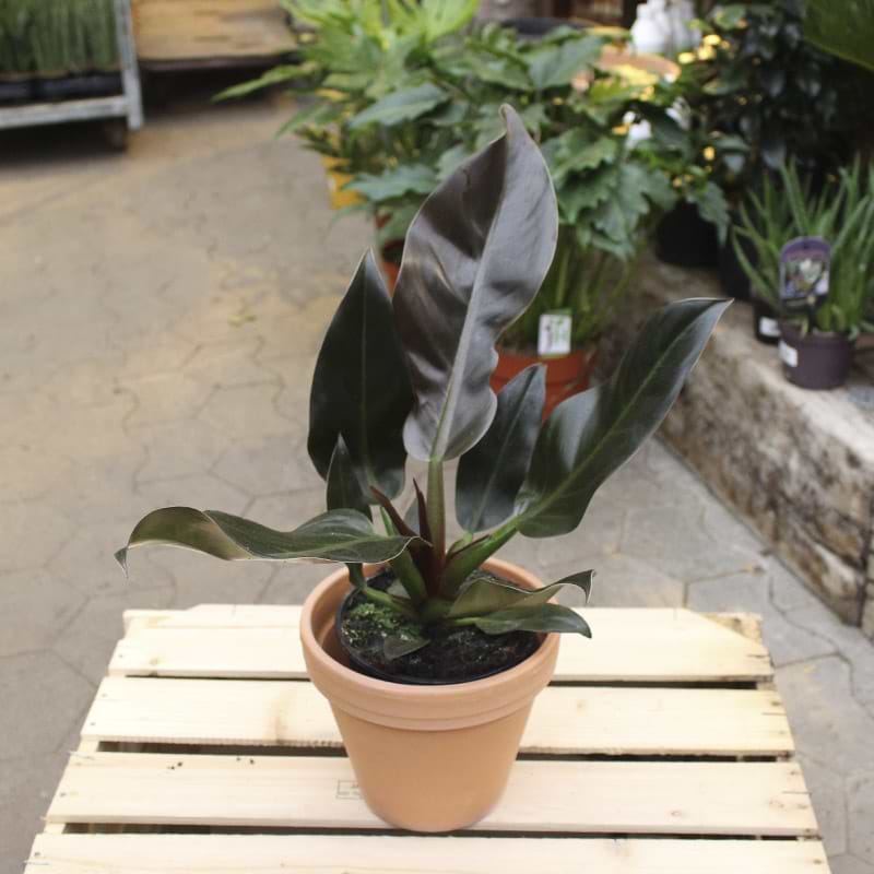 Filodendron