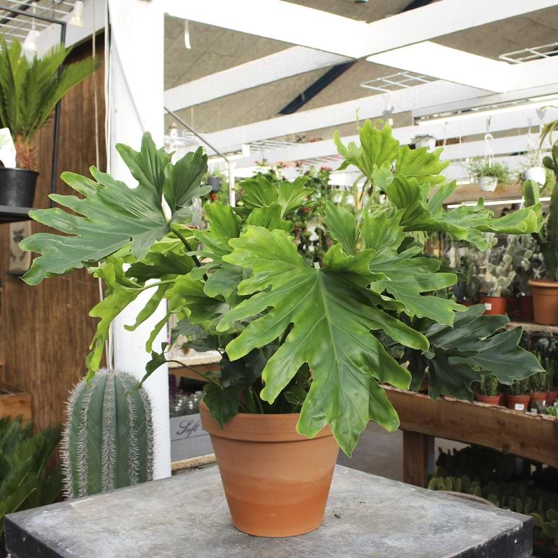 Philodendron Little Hope