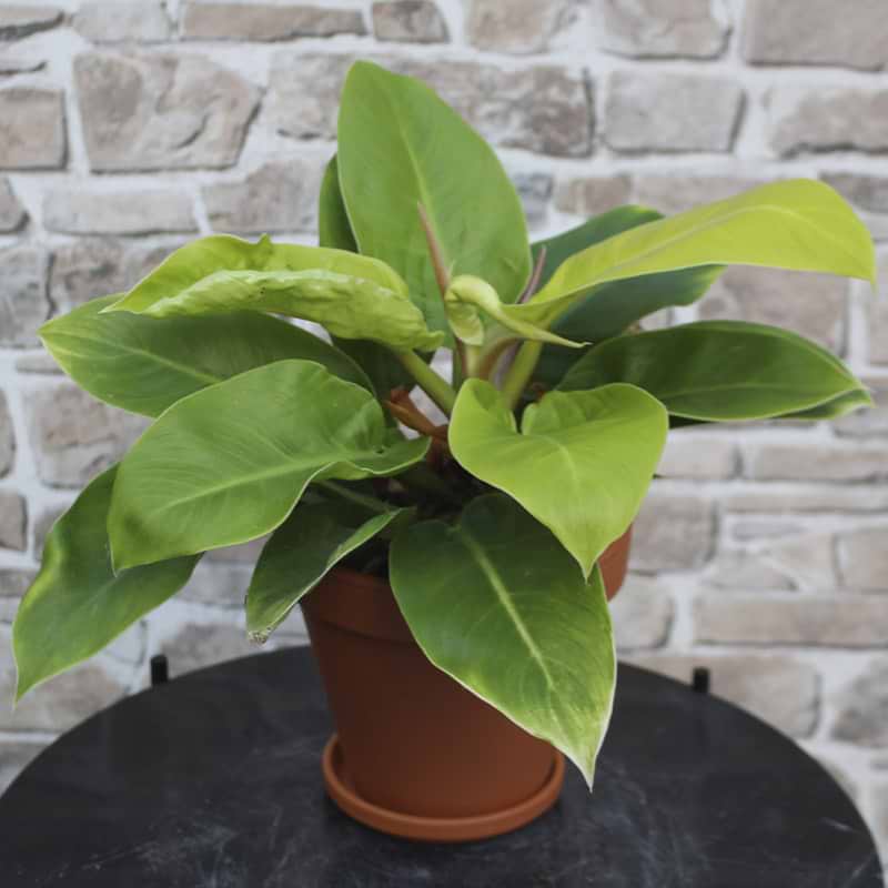 Philodendron moonlight