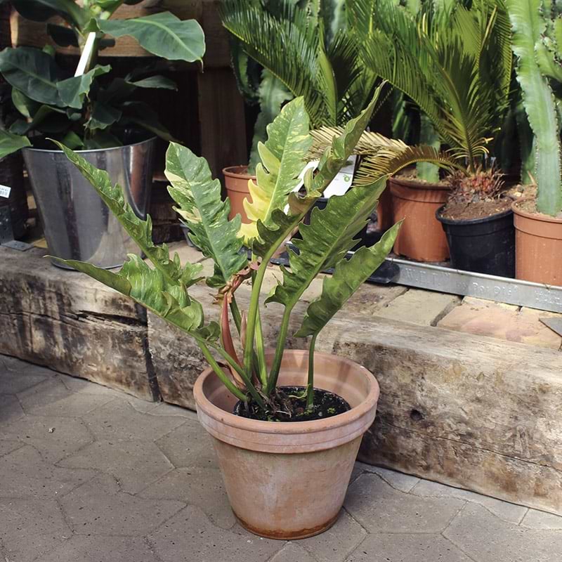 Filodendron i skjuler