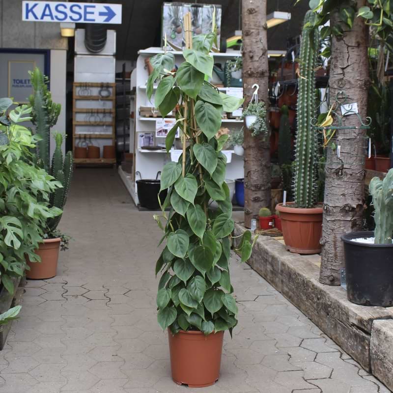 Philodendron på mosstok