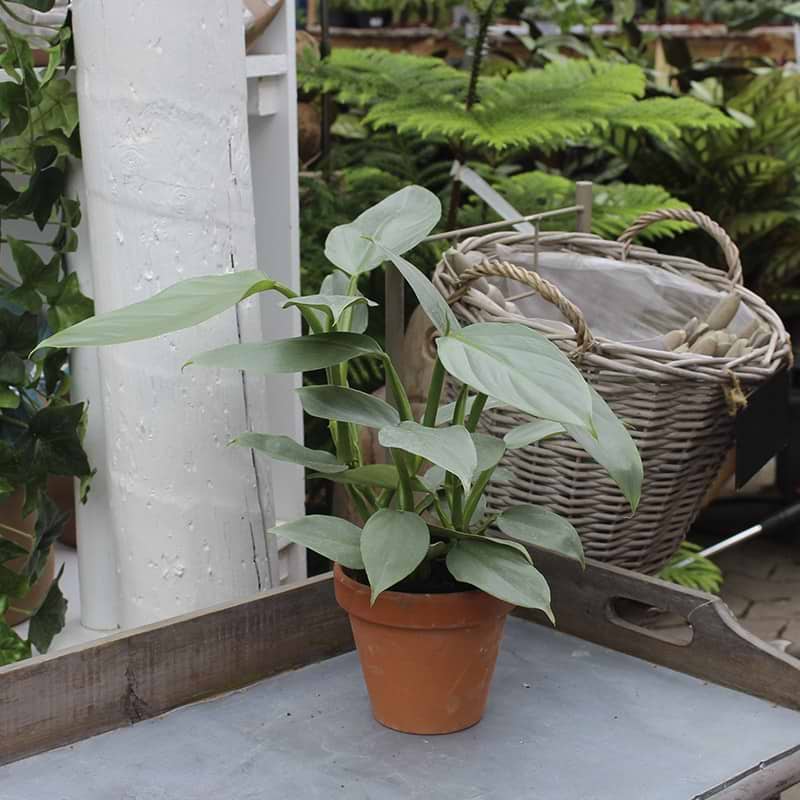 Philodendron Silver Sword