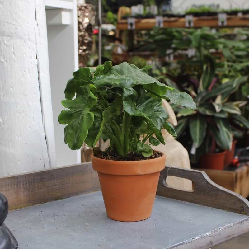 philodendron super atom