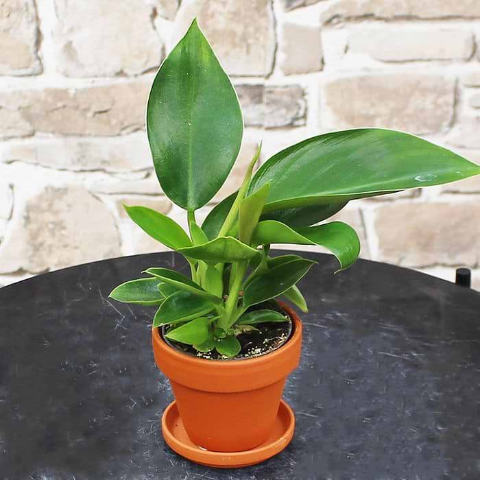 Filodendron (Philodendron 'Golden princess' )