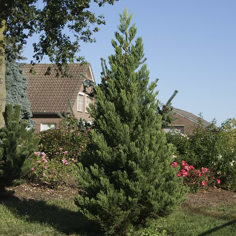 Sequoiadendron giganteum 'Philip Curtis'