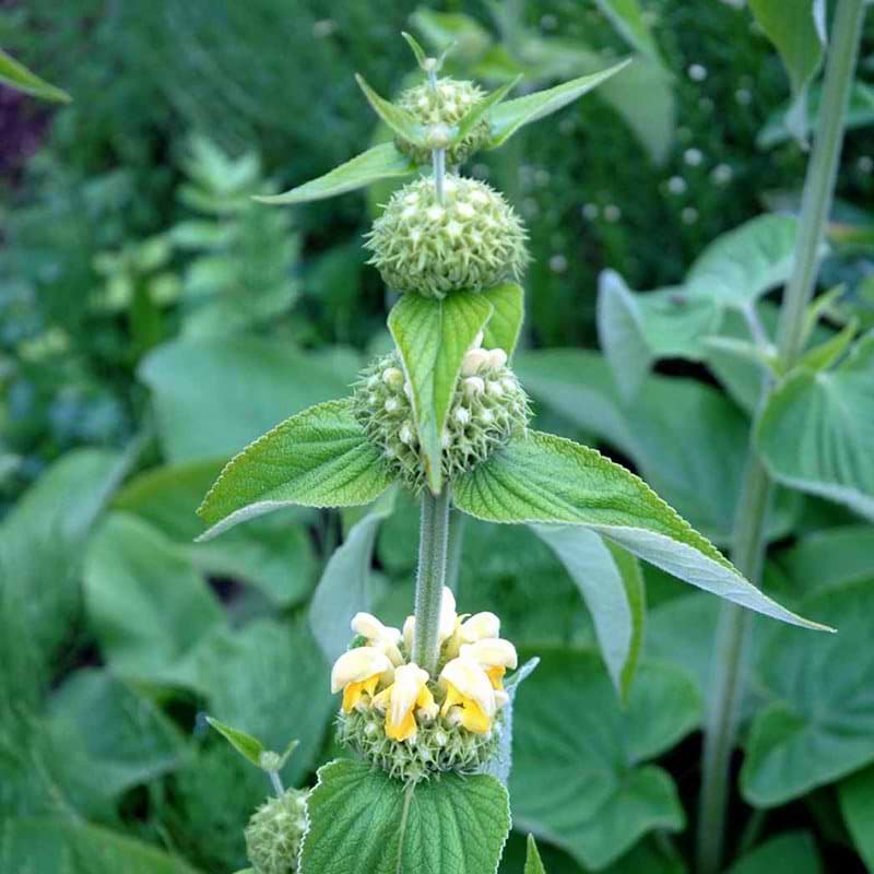 Løvehale Phlomis russeliana
