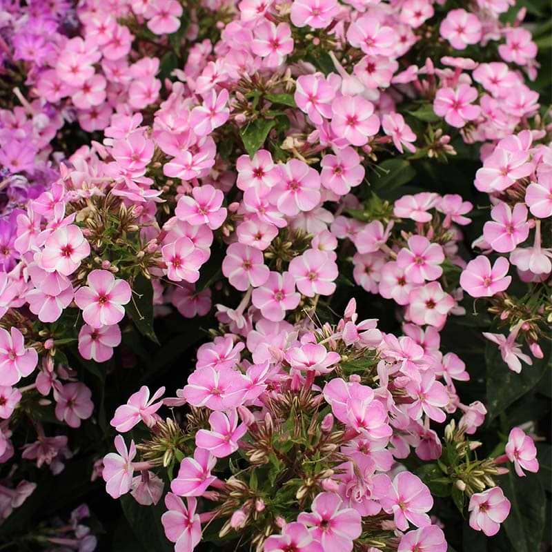 Early Pink Candy