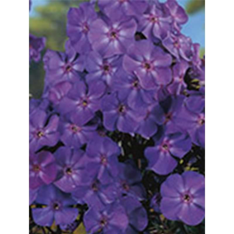 Blue boy Phlox