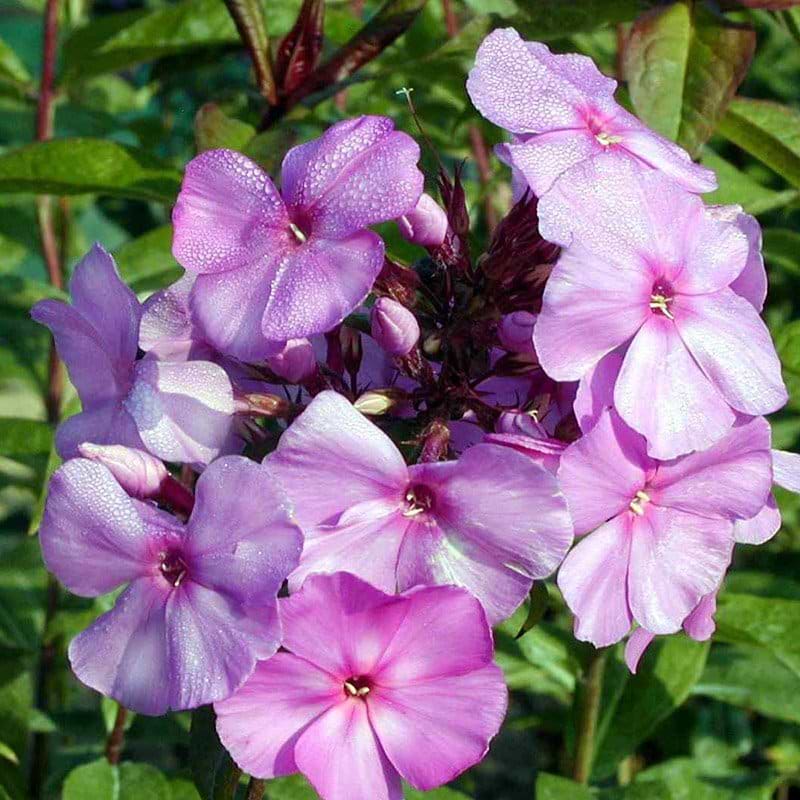 Høstfloks Phlox pan Amethyst lilla blomst