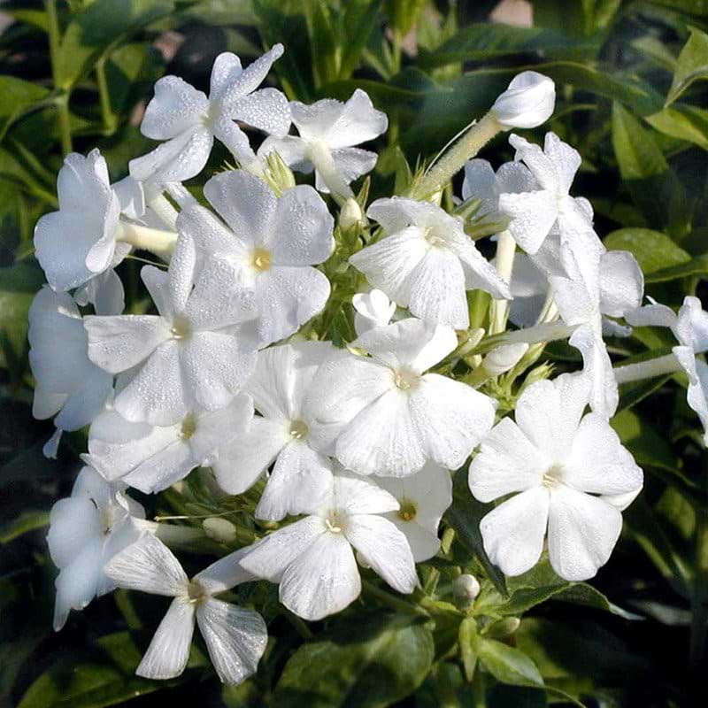 Høstfloks Phlox pan Fujiyama blomst