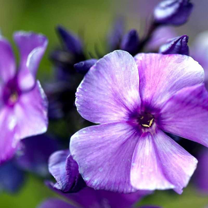 Phlox paniculata Blue Paradise blomst