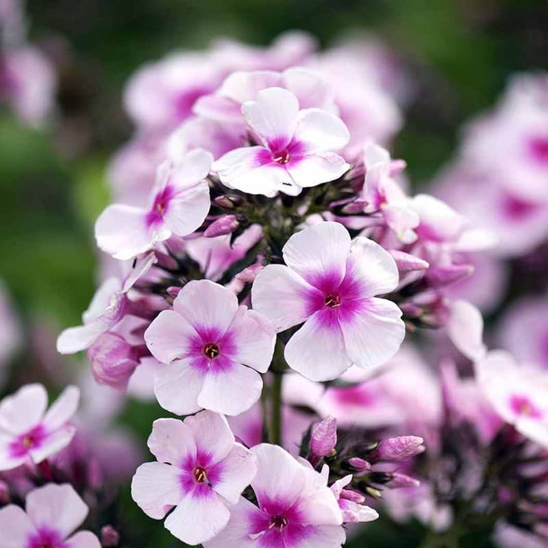 Høstfloks Phlox paniculata 