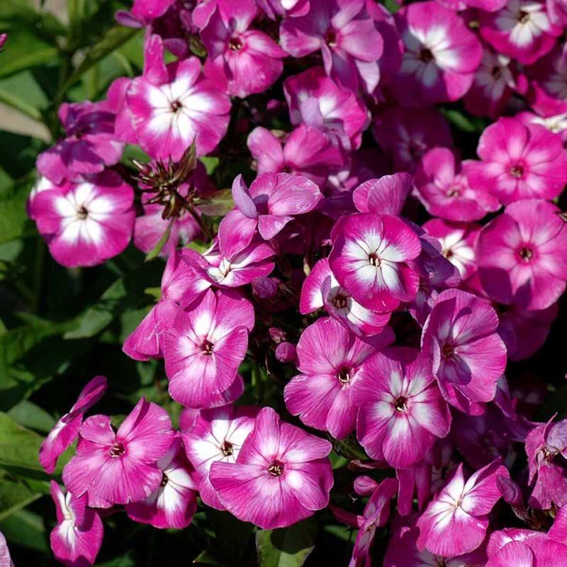 Høstfloks blomst