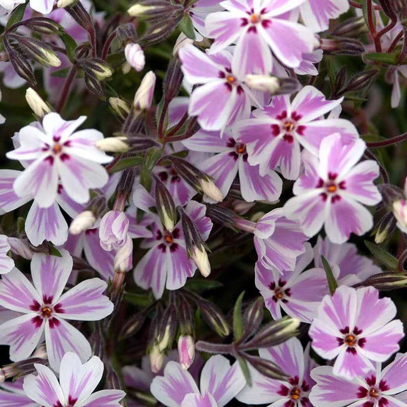 Lyngfloks blomst