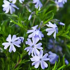 Lyngfloks (Phlox subulata 'Emerald Cushion Blue')