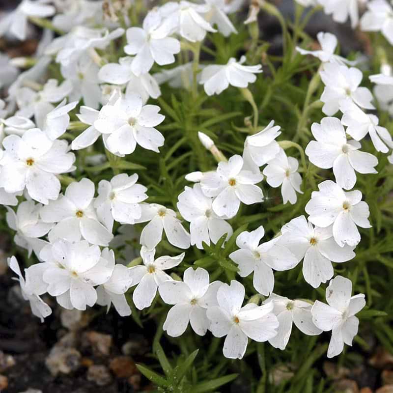 Lyngfloks blomst hvid
