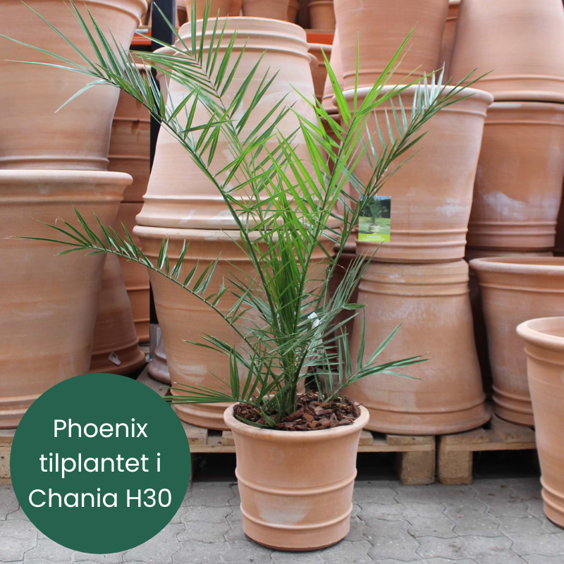 Phønixpalme (Phoenix canariensis) Tilplantet i Chania H30