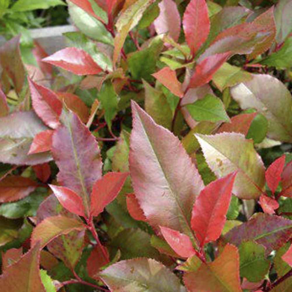 Photinia fraseri Little Red Robin