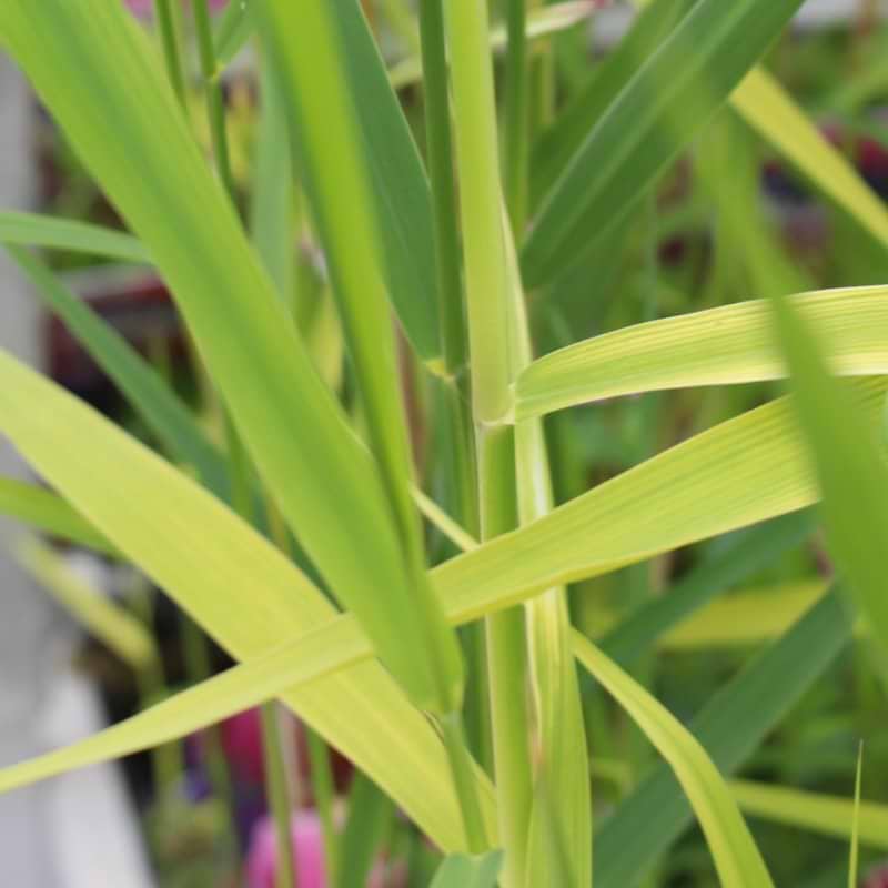 Phragmites australis