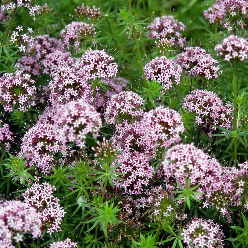 Rosenskovmærke Phuopsis stylosa blomst