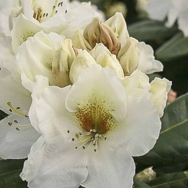 Rhododendron Phyllis Korn