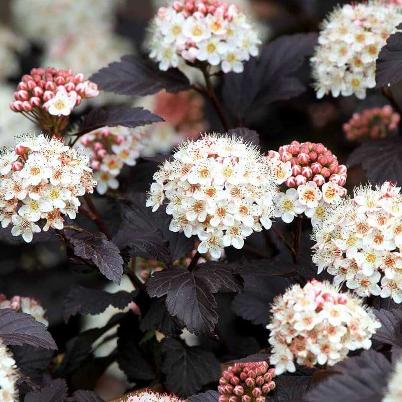 Blærespirea Diabolo blomst