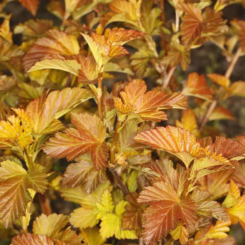 blærespirea