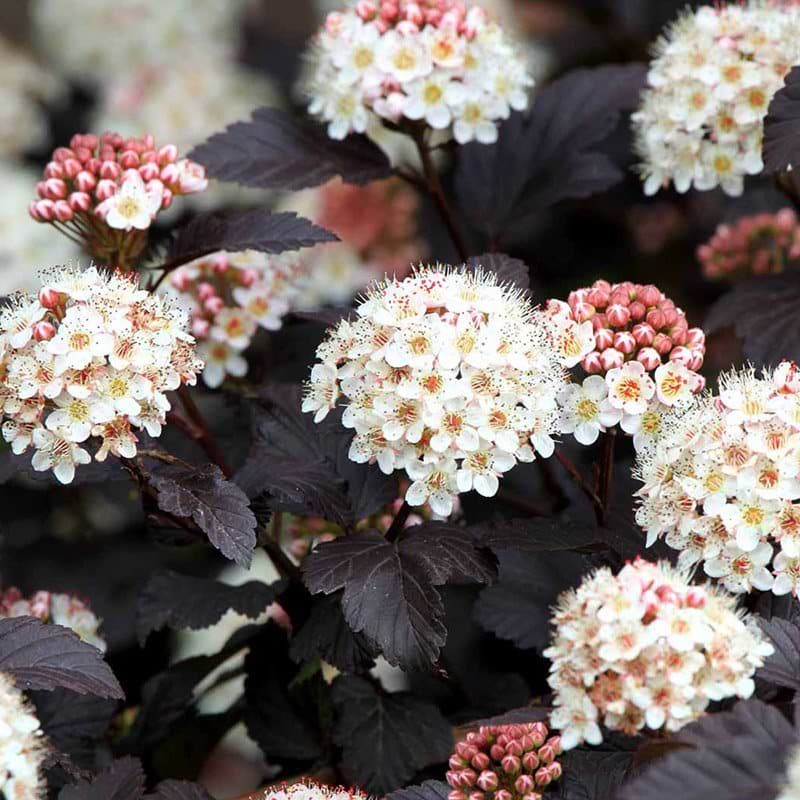 Blærespiræa blomster hæk