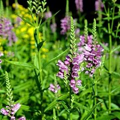 Drejeblomst (Physostegia virginiana 'Vivid')