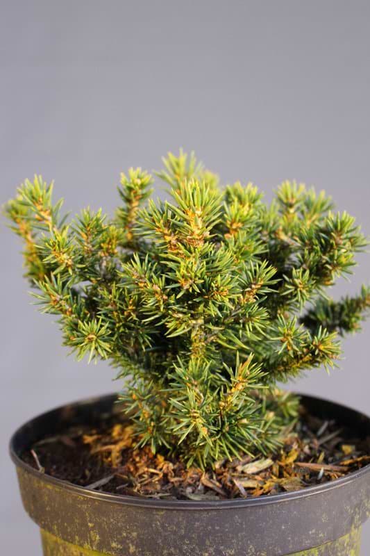 Picea glauca Cy`s Wonder