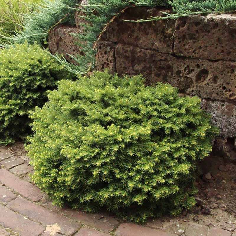 Picea abies 'Little Gem'